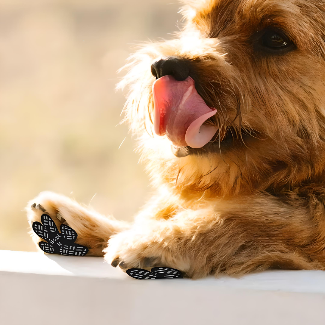 Dog Paw Protectors